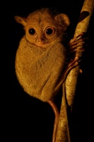 Nartoun zapadosundsky - Tarsius bancanus - Western Horsfields Tarsier o6620-2